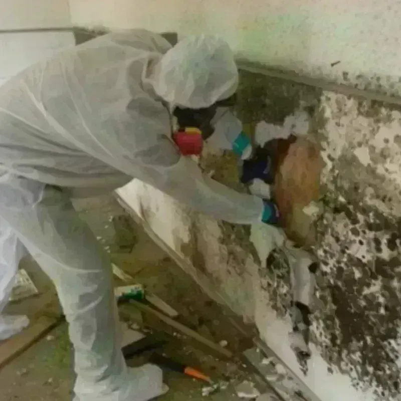 Mold Remediation and Removal in South Pasadena, FL